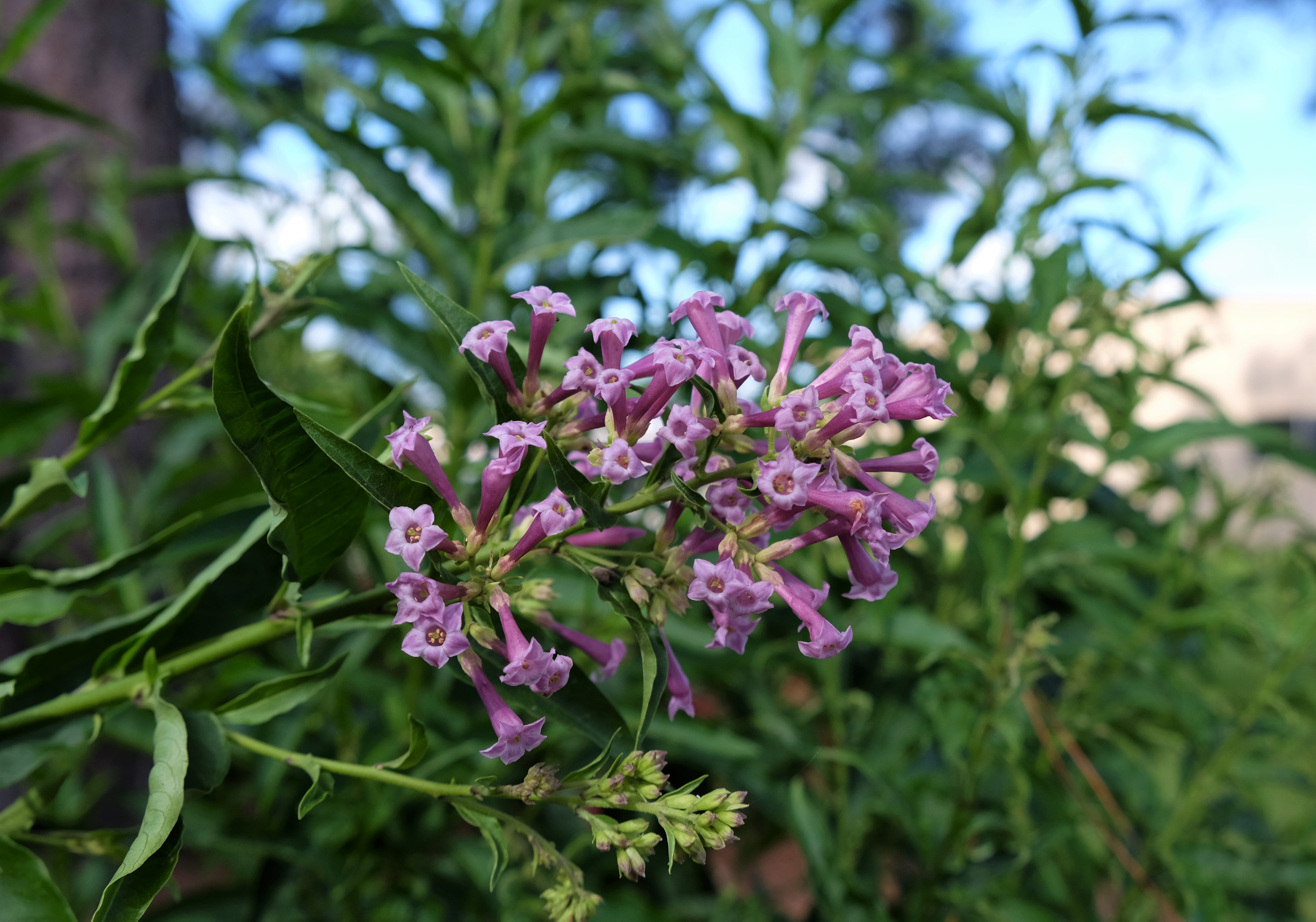 2021 Plants with Potential